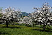 Frühling Bayerischer Wald